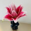 カサブランカ　咲きました。　タイガーアンドアソシエイツ